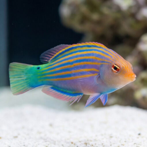 Six Line Wrasse - Image 2
