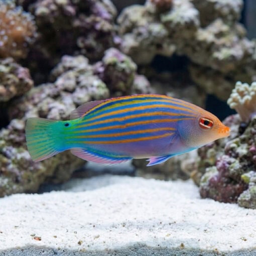 Six Line Wrasse - Image 3