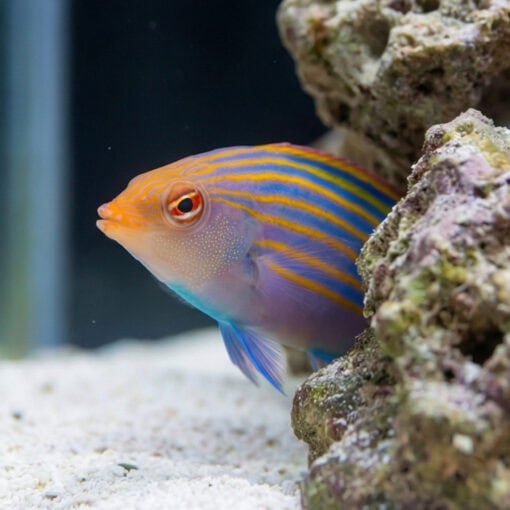 Six Line Wrasse - Image 4