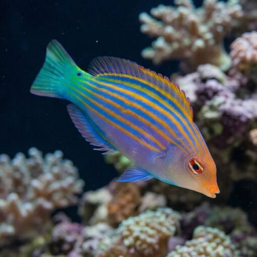 Six Line Wrasse