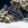 Six Lined Soapfish