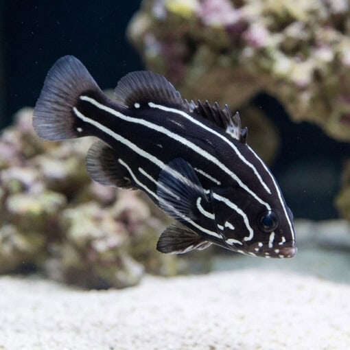 Six Lined Soapfish