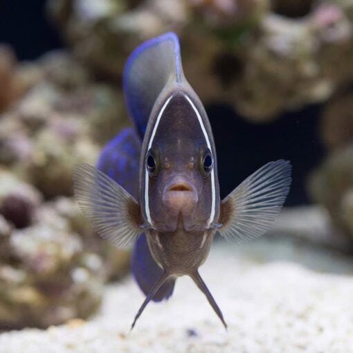 Six Bar Angelfish facing camera head-on over white sand substrate with blue dorsal fin raised and pectoral fins spread wide