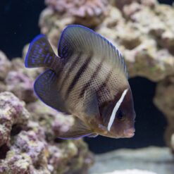 Six Bar Angelfish juvenile with blue-edged fins and dark vertical bars swimming near coral reef rockwork