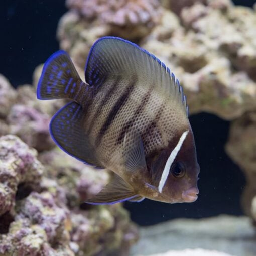 Six Bar Angelfish juvenile with blue-edged fins and dark vertical bars swimming near coral reef rockwork