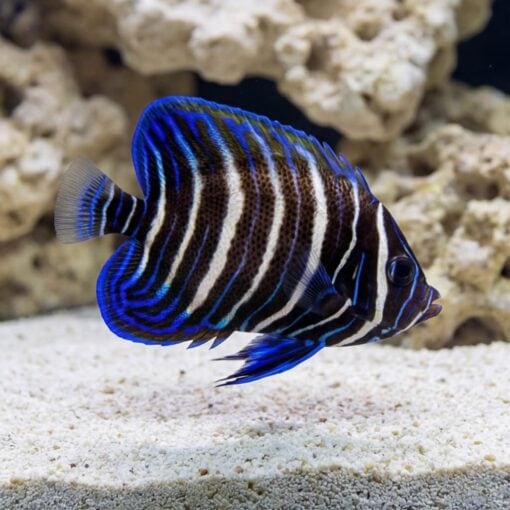 Six Bar Angelfish juvenile with bold white and blue stripes swimming near sandy substrate and live rock in aquarium