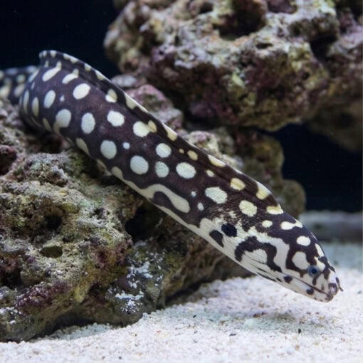 Skeletor Moray Eel