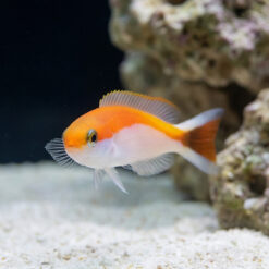 Alternative view of Redlined Skunk Tilefish