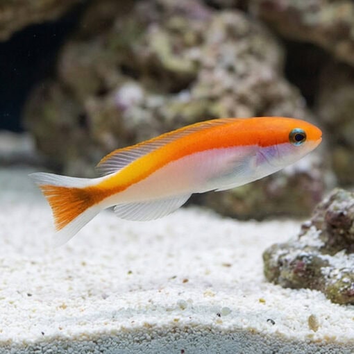 Redlined Skunk Tilefish - Image 3