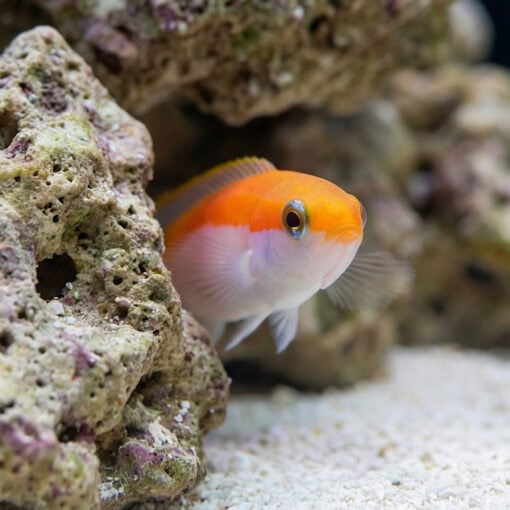 Redlined Skunk Tilefish - Image 4