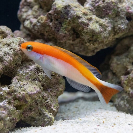 Redlined Skunk Tilefish - Image 5