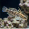 Sleeper Banded Bullet Goby