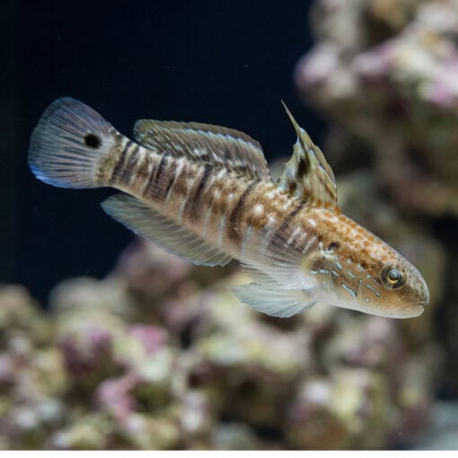 Sleeper Banded Bullet Goby