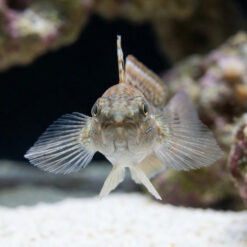 Alternative view of Sleeper Banded Bullet Goby