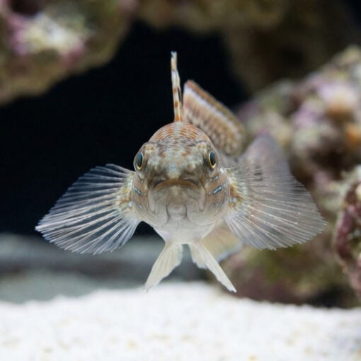 Sleeper Banded Bullet Goby - Image 2
