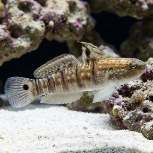 Sleeper Banded Bullet Goby - Image 3