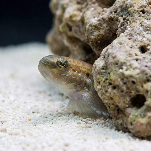Sleeper Banded Bullet Goby - Image 4
