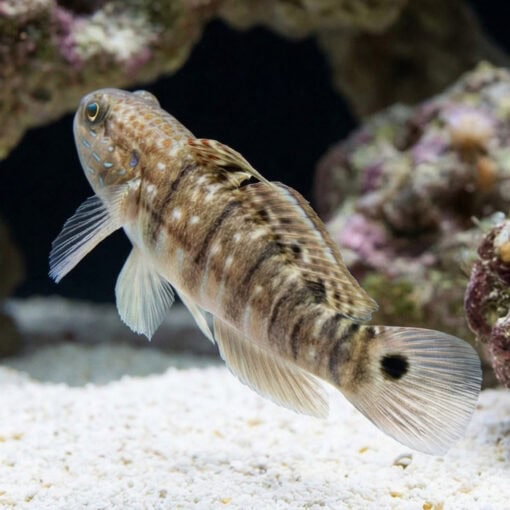Sleeper Banded Bullet Goby - Image 5