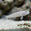 Sleeper Blue Dot Goby