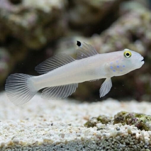 Sleeper Blue Dot Goby