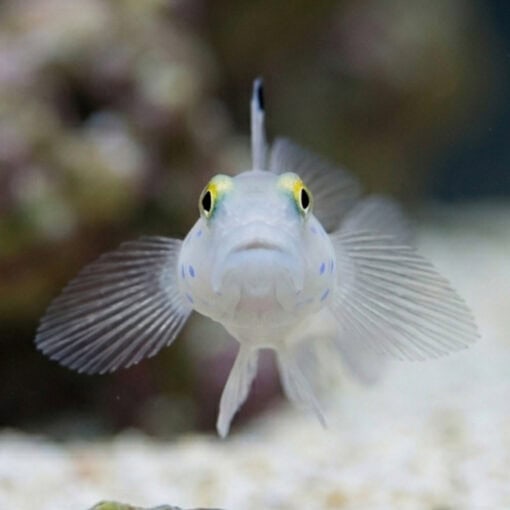 Sleeper Blue Dot Goby - Image 2
