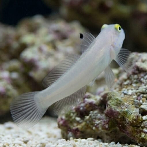 Sleeper Blue Dot Goby - Image 3