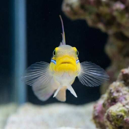 Golden Headed Sleeper Goby - Image 2