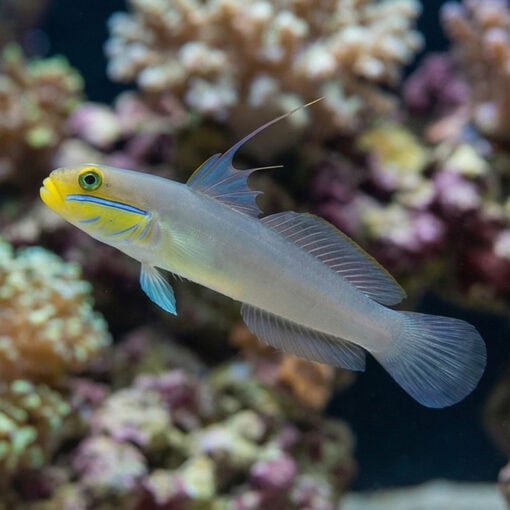 Golden Headed Sleeper Goby - Image 3