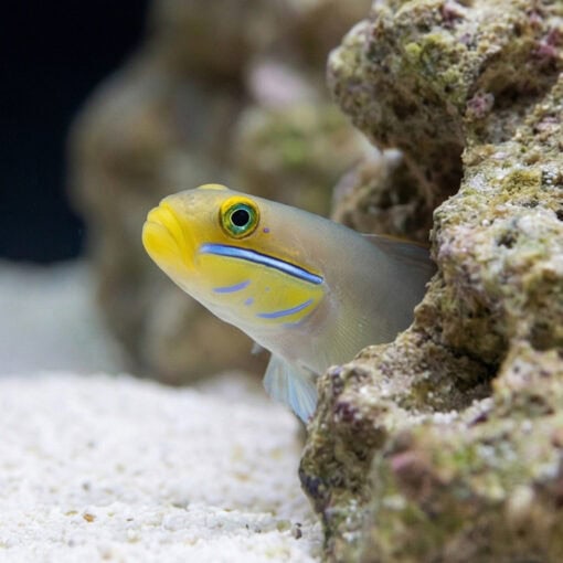 Golden Headed Sleeper Goby - Image 4