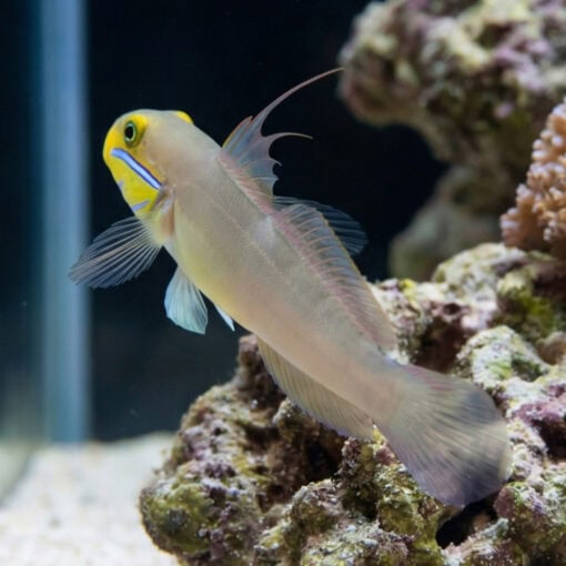 Golden Headed Sleeper Goby - Image 5