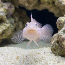 Alternative view of Mural (Striped) Sleeper Goby