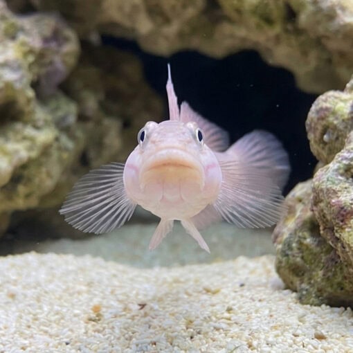 Mural (Striped) Sleeper Goby - Image 2