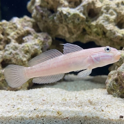 Mural (Striped) Sleeper Goby - Image 3