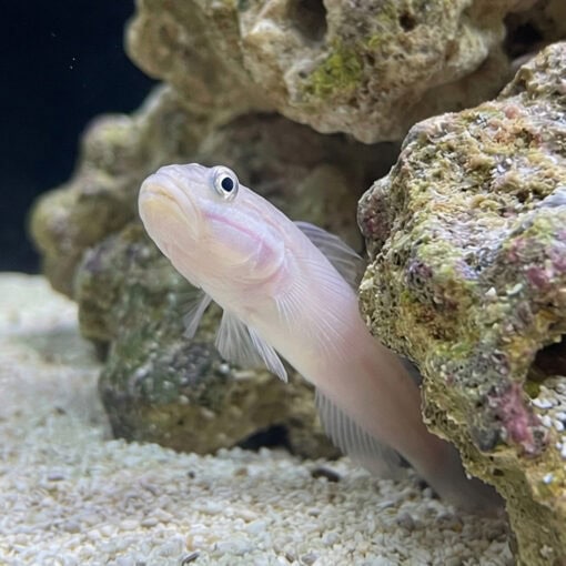 Mural (Striped) Sleeper Goby - Image 4