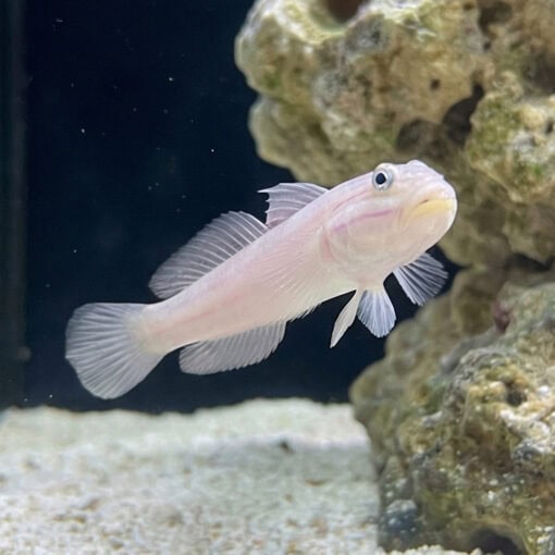 Mural (Striped) Sleeper Goby - Image 5