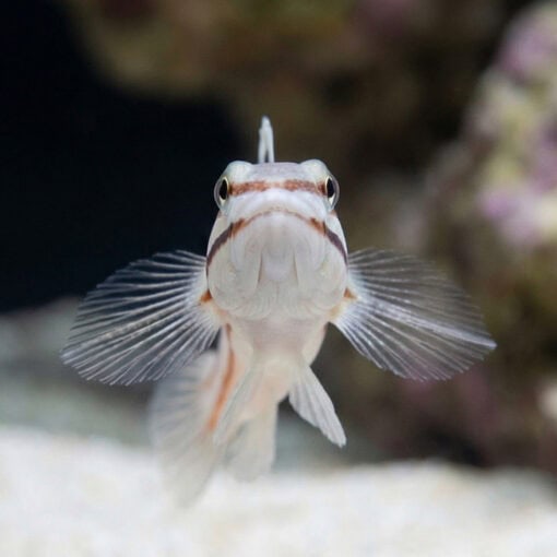 Railway Sleeper Goby - Image 2