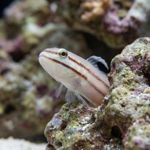 Railway Sleeper Goby - Image 3
