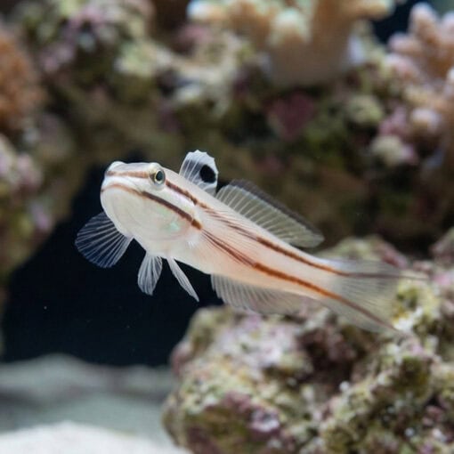 Railway Sleeper Goby - Image 4