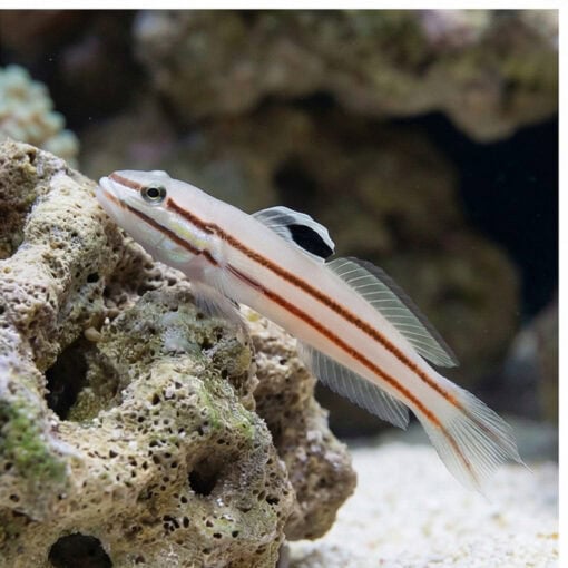 Railway Sleeper Goby - Image 5