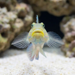 Alternative view of Long-Finned (Striped) Sleeper Goby