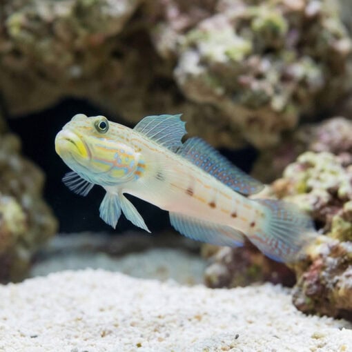 Long-Finned (Striped) Sleeper Goby - Image 3