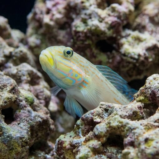Long-Finned (Striped) Sleeper Goby - Image 4