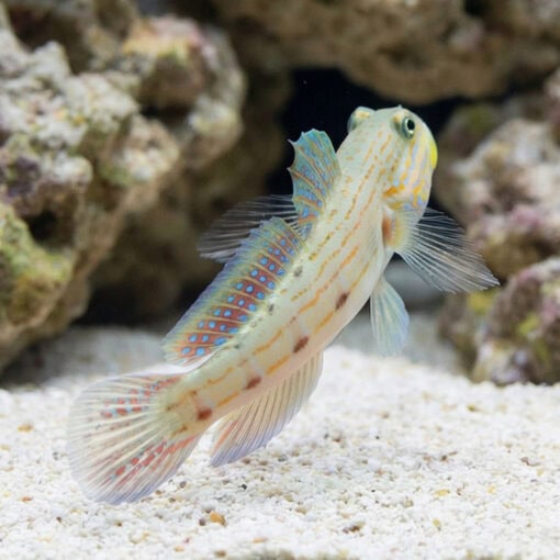 Long-Finned (Striped) Sleeper Goby - Image 5