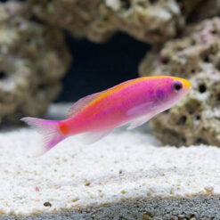 Slender Whitleyi Anthias