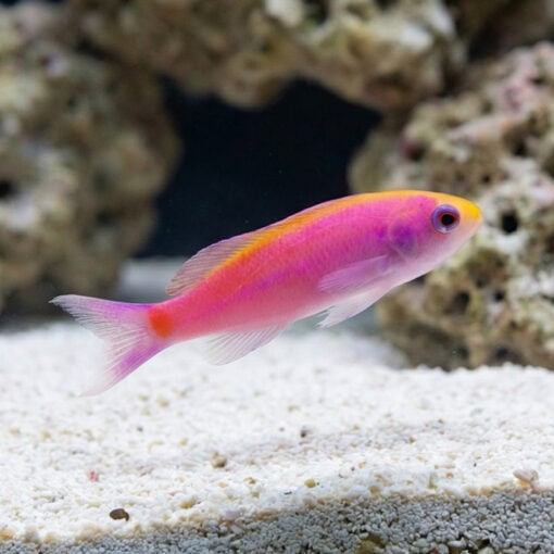 Slender Whitleyi Anthias