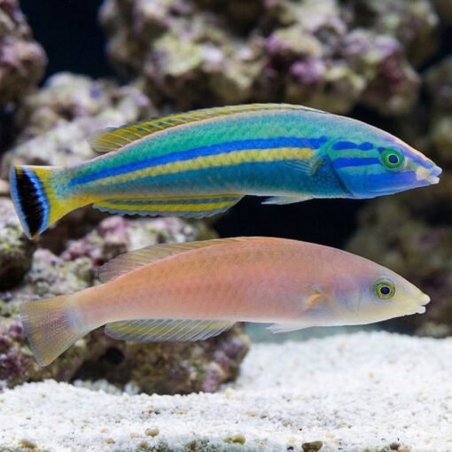 Small Tail Pencil Wrasse