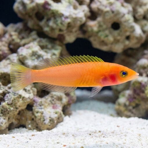 Small Tail Pencil Wrasse - Image 5