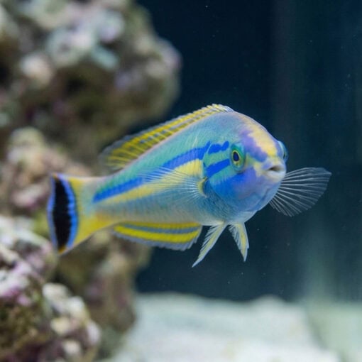 Small Tail Pencil Wrasse - Image 2