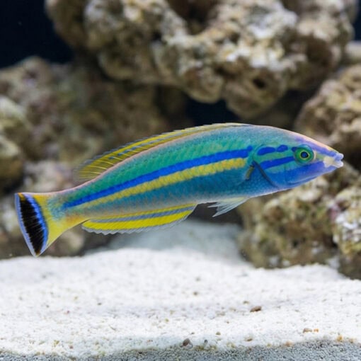 Small Tail Pencil Wrasse - Image 3