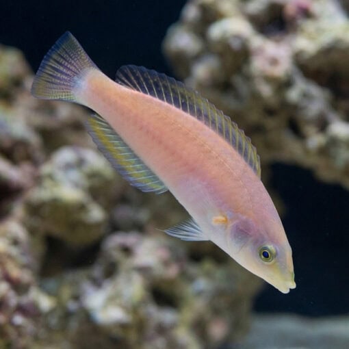 Small Tail Pencil Wrasse - Image 4